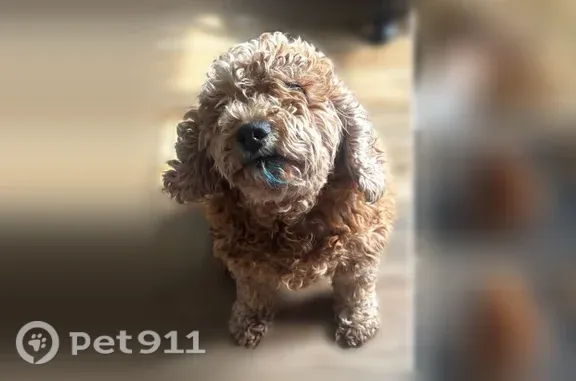 Lost dog, N 9000W Rd & W 3000 N Rd, Salina Township, IL 60913, USA, Arlington — female, curly-haired - photo