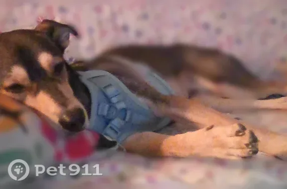 Lost dog, South Union Avenue, 2300, Bakersfield, Lamont — timid male with a light blue harness - photo