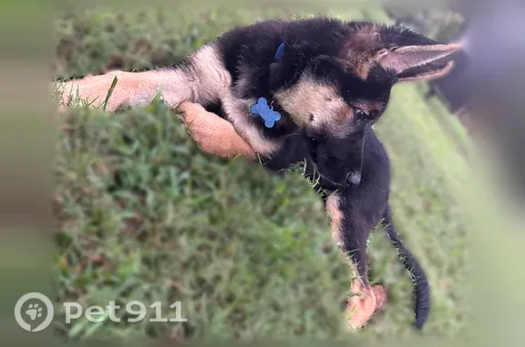 Lost dog, Martin Lane, 2022, Sandy Level — male German Shepherd with a blue collar - photo