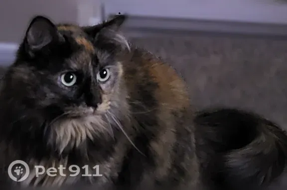 Lost cat, Bluejacket Street, 11913, Overland Park — long-haired female - photo