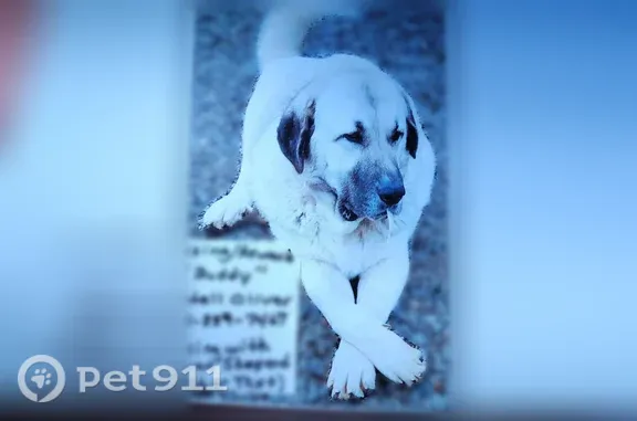 Lost dog, Minter Road, 1300, Griffin — male white Anatolian Shepherd - photo