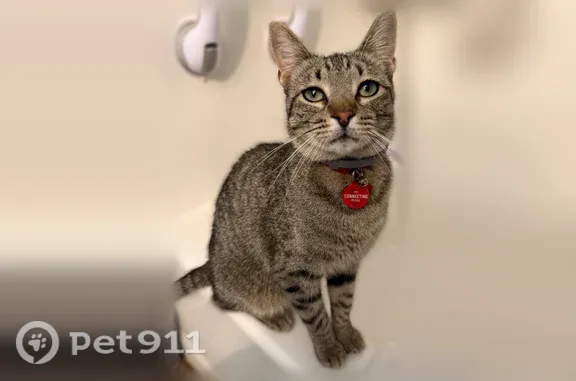Lost cat, male, Groesbeck Street, 1541, Stephenville — brown/grey tabby with green collar - photo