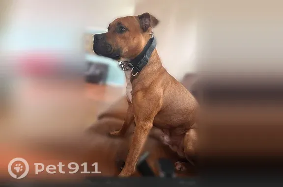 Lost dog, North McAree Road, 330, Waukegan — male with a black face - photo