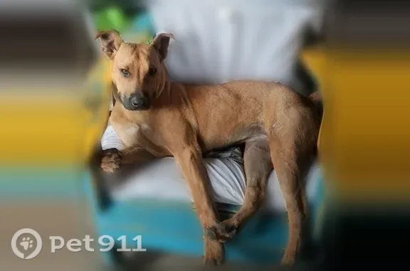 Lost dog, female, County Road 435, 117, Rienzi — approximately 6 months old - photo