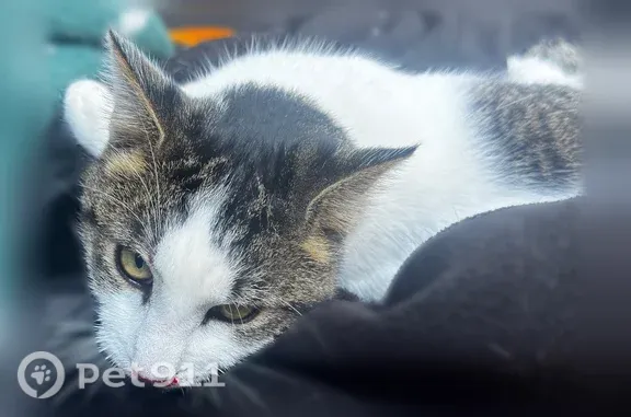 Found cat, 124th Avenue, 6785,...