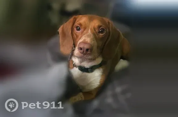 Lost Dog, School Street, 34, Moreland, Newnan — tan Beagle-Dachshund mix with a white chest patch - photo