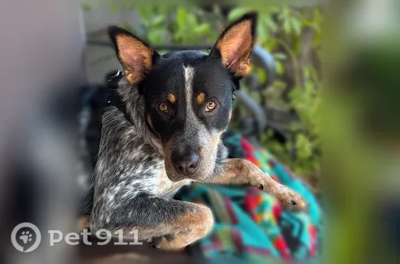 Found dog, South 87th East Ave...