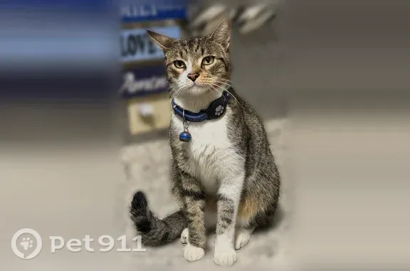 Lost cat, North Copperknoll Circle, 48, Cochran's Crossing, Spring — male gray-brown tabby - photo