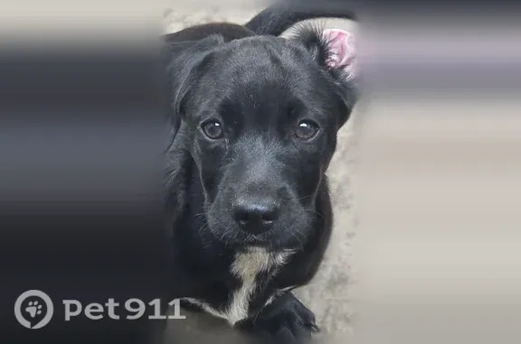 Lost female dog, Northwest 176th Street, 3330, Miami Gardens — small and black - photo