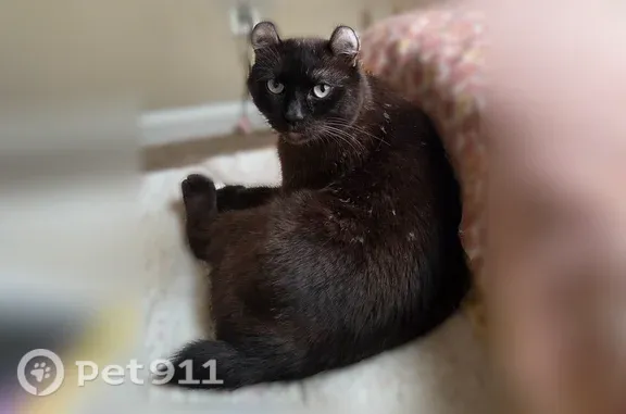Missing cat Anderson, photo: Lost male cat, Piedmont, South Carolina, Anderson — curled ears