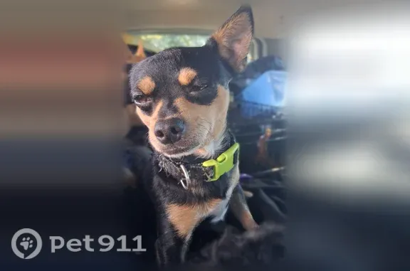 Missing dog Male, Portland (usl552304) - photo