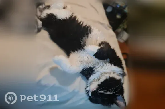 Lost female cat, Ward Place, 31, Hartford, Haverhill — long-haired black-and-white Daisy - photo