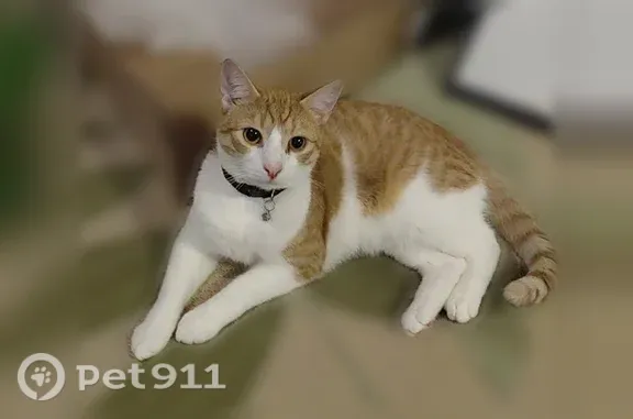 Lost Cat, Raspberry Street, 3206, Erie, Rochester — friendly male with a white spot on his back - photo