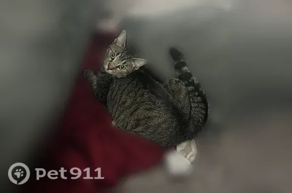 Lost male cat, Blaine, Minnesota, St. Paul — tabby with green eyes - photo
