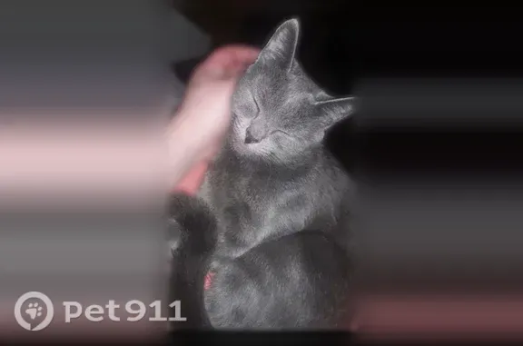 Lost cat, Seal Harbor Road, 213, St. George, Warren — female with green eyes and a gray coat - photo