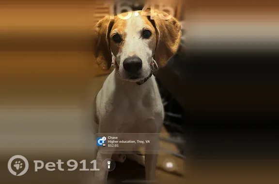 Lost dog, West Green Springs Road, Virginia, Arlington — male with a white coat and tan and black markings - photo