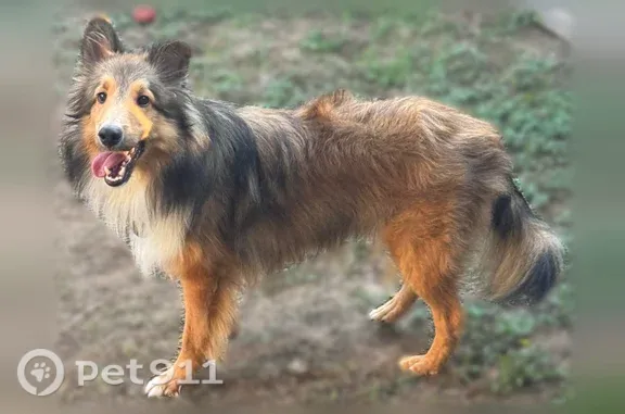 Lost male dog, Verano Drive, 3600, Austin, Arlington — collar missing - photo