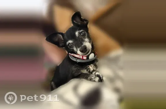Missing dog Antioch, photo: Lost dog, Kodiak Street, 3001, Antioch, San Jose — senior male Chihuahua with a gray flea collar