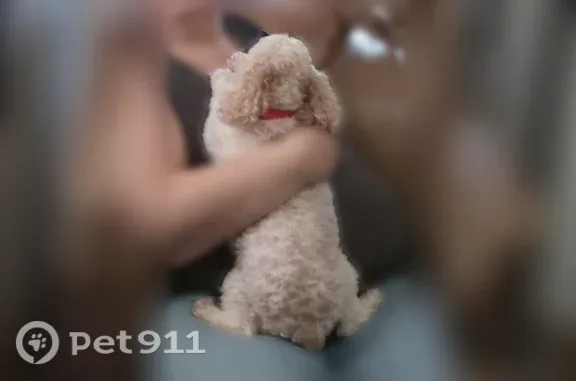 Lost female dog, Wood Avenue, 919, Machesney Park, Machesney Park — small white Maltipoo with brown spots - photo