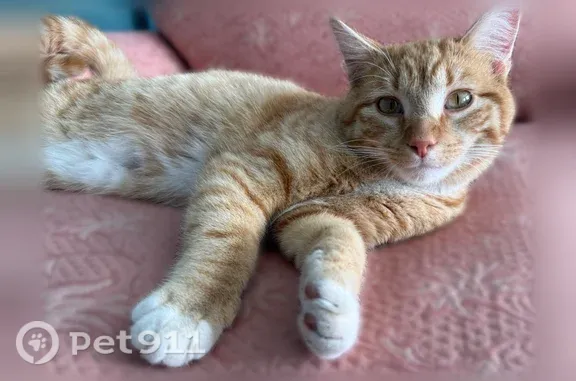 Lost male cat, Toquerville Boulevard, 176, Toquerville, West Jordan — orange with a white belly - photo
