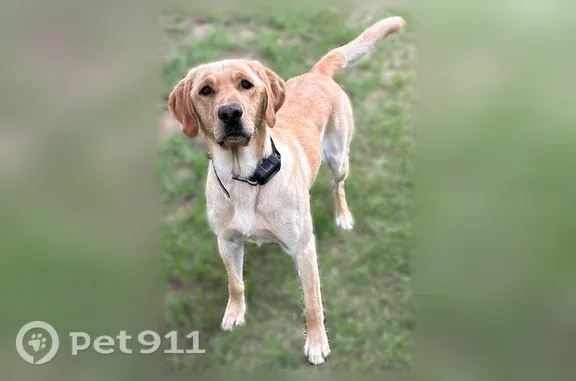 Lost dog, Dickinson, North Dakota, Arlington — 4-year-old male yellow Lab - photo