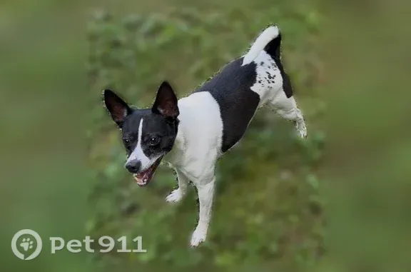 Lost male dog, Williston Road, 9806, Williston, Williston — black and white rat terrier - photo