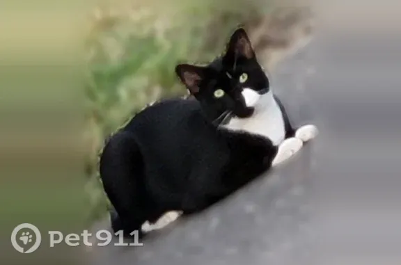 Lost male cat, Center Street, 63, Shelton — scared and runs from people - photo