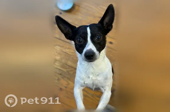 Lost dog, Williston Road, 9909, Williston — male rat terrier with Mickey Mouse-shaped back marking - photo