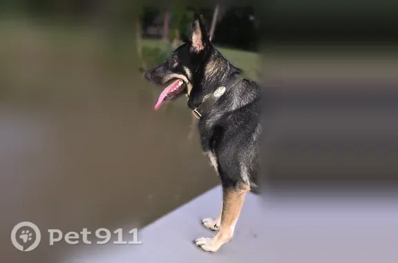 Lost dog, Gilbert Drive, 176, Weatherford — female with black coat and tan highlights - photo