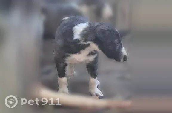 Lost dog, Pettit Cove Road, 2709, Quebeck, Doyle — 10 Borzoi puppies, 5 weeks old - photo