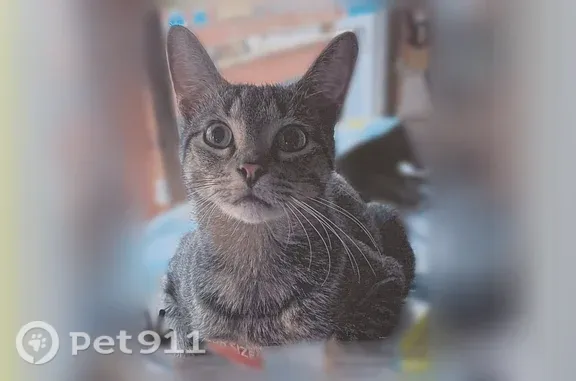 Lost cat, LaFayette, New York, Lafayette — male black and white tabby with big eyes - photo