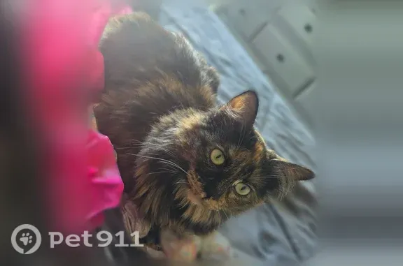 Lost Cat, female, North Lennox Street, 1730, Olathe, Kansas City — long-haired tortie - photo