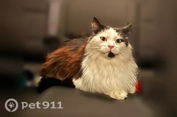 Missing cat Ray, photo: Lost cat, US 50, 56463, Richland Township, Ray — fluffy male with black spot under chin