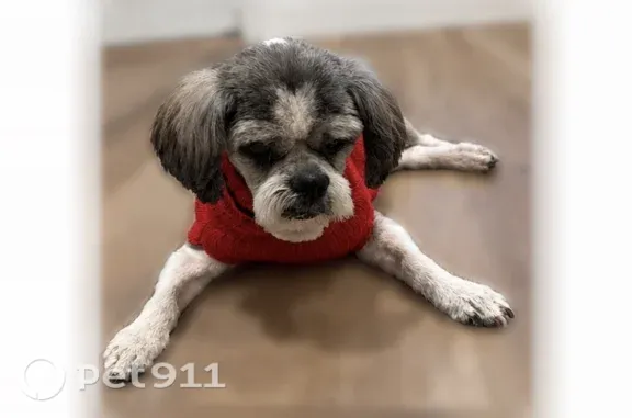 Lost dog, East Snap Dragon Lane, Fruit Heights, Arlington — male senior Shih Tzu in a bright red sweater - photo