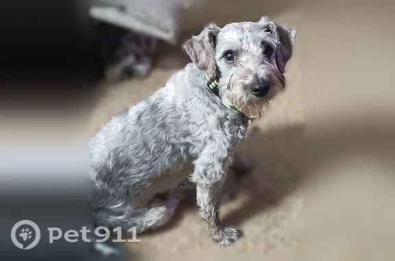 Lost Dog, Prospect-Upper Sandusky Road, 4905, Prospect, Columbus — male light grey Schnauzer/Poodle mix - photo