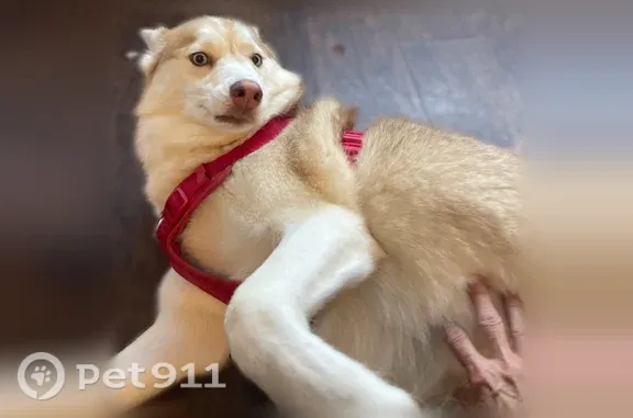 Lost dog, Our Way, 2, Ellsworth — male blonde husky mix - photo