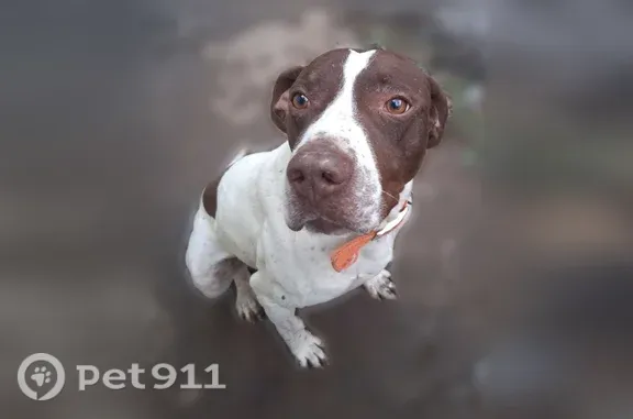 Lost dog, Crivitz, Wisconsin, Mount Pleasant — brown and white GSP with a yellow collar - photo