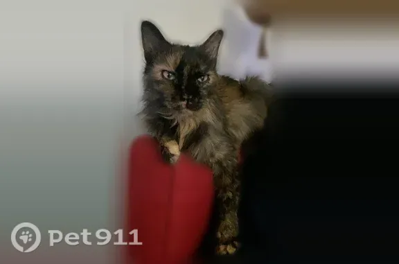 Lost cat, female, 15th Avenue Southeast, 1634, Albany, Bothell — tortoiseshell and very social - photo