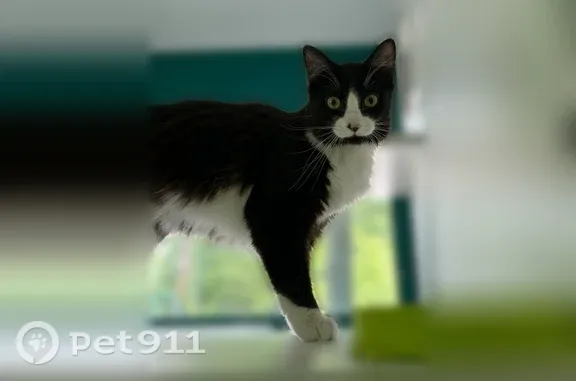 Lost cat, Applebee Road, 119, Brighton — long-haired black and white female - photo