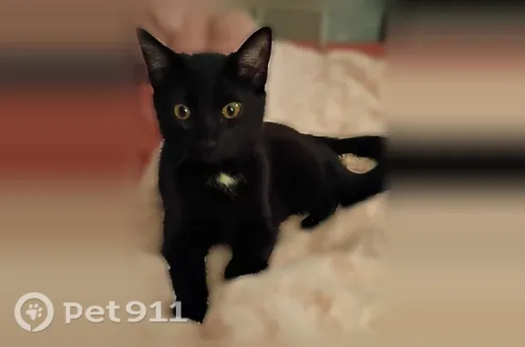Lost cat, Orlando Place, Cincinnati, Arlington — female shorthair with white chest markings - photo