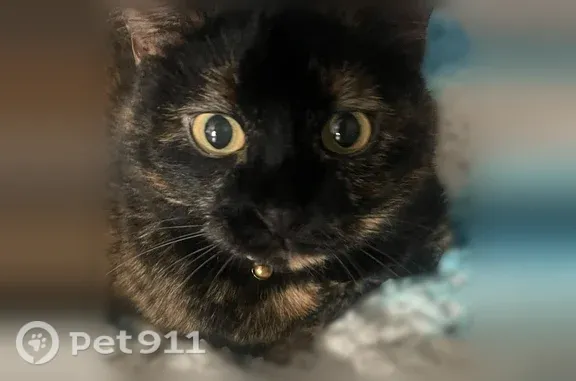 Lost cat, female, Shadwell Drive, 1721, Barnhart — black-and-orange tortoiseshell - photo