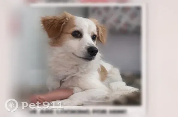 Lost dog, Cascades Boulevard, 2130, Kissimmee — white with yellow markings - photo