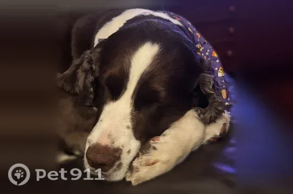 Lost Dog, Meadowbrook Road, 4964, Harris Hill, Buffalo — female English Springer Spaniel - photo