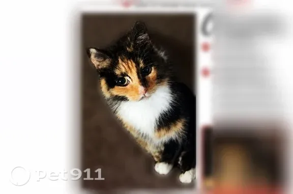 Lost cat, West McNichols Road, Detroit — calico female with white paws - photo