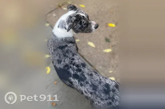 Lost dog, Gramatan Avenue, 14115, Cleveland Heights — black, gray and white, about 1 year old - photo