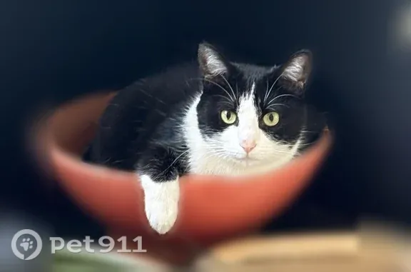 Lost female cat, Bailey Drive, 10991, Oklahoma City, Oklahoma City — black-and-white tuxedo - photo