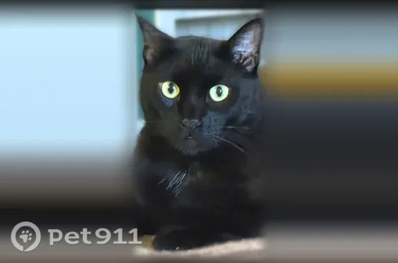Lost cat, Judson Road, 13303, San Antonio — male with light green eyes - photo