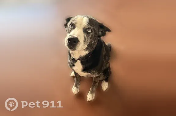 Lost dog, female, Oak Place, 80, Houston — purple glitter collar - photo