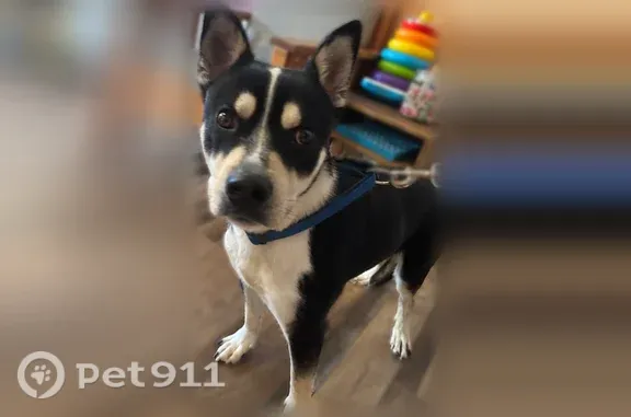 Found Dog, Mann Road, 7630, In...