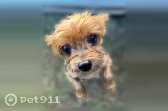 Lost dog, Gladewood Run, 4409, Union City — white collar - photo